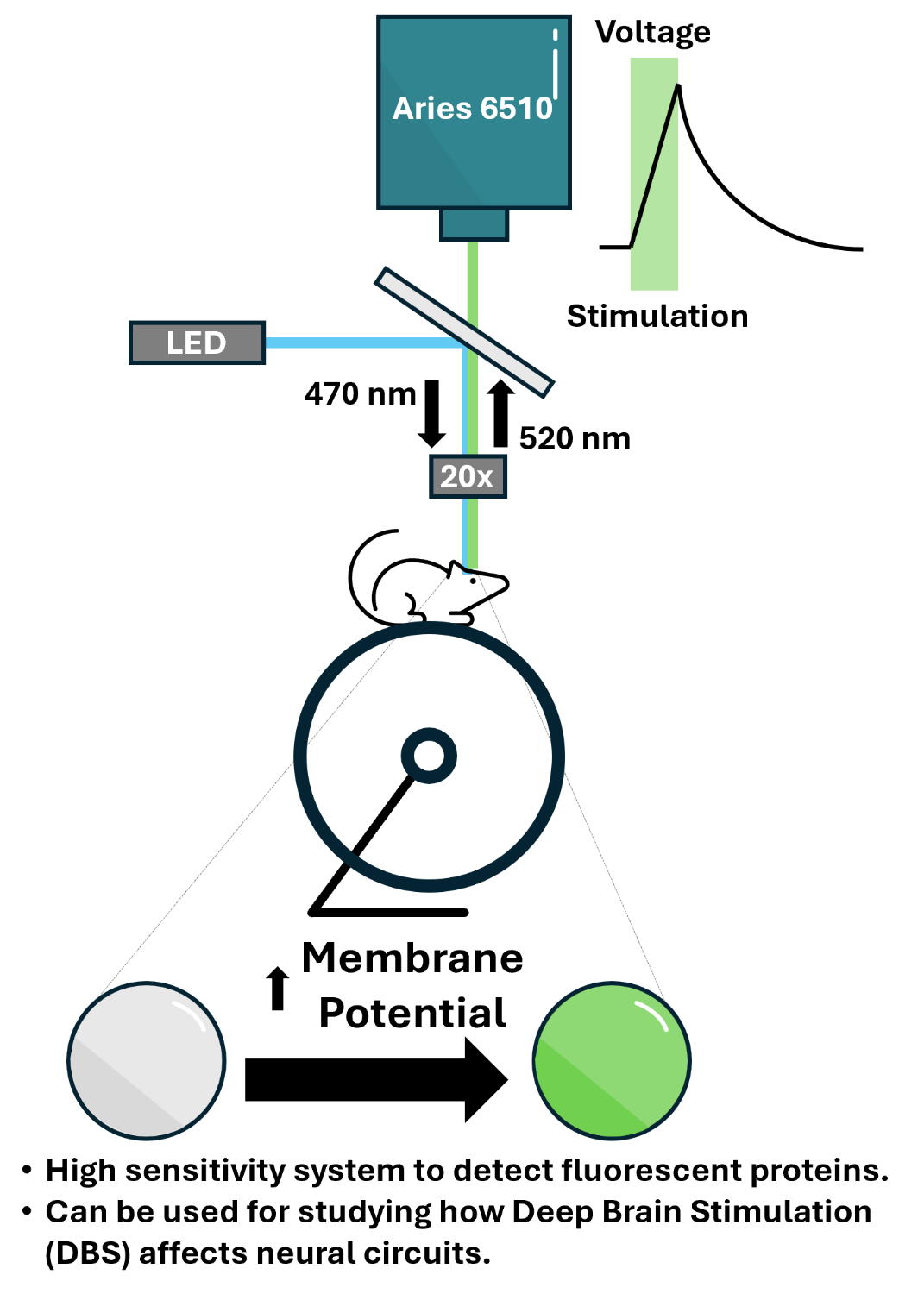 Diagram of Eric Lowet lab example experimental setup using Tucsen Aries 6510.