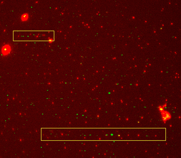 Fluorescence microscopy image obtained from Libra 16 on OpenUC2