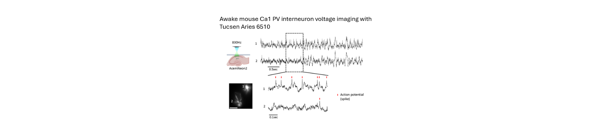 AcemNeon2 in Voltage Imaging with Action Potentials in awake mouse