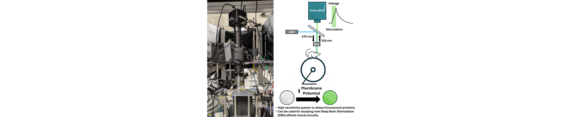 Image from Eric Lowet's lab with diagram of experiment setup
