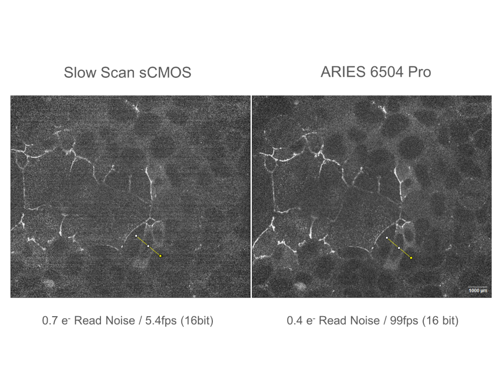 Ares 6504 versus Fusion BT